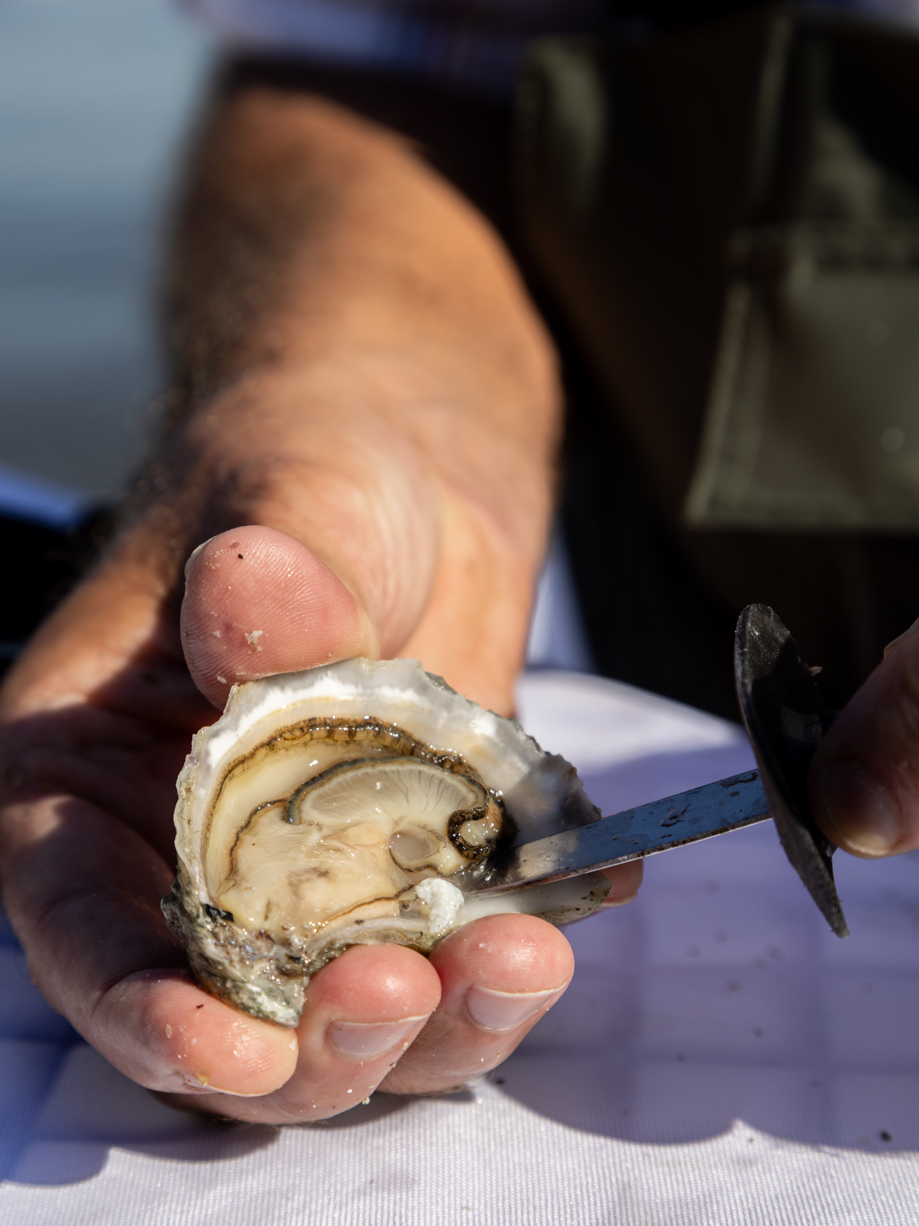 Sydney Oyster Farm Tours