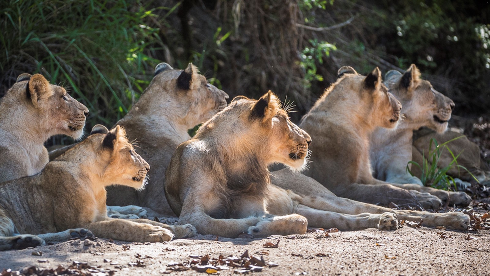 Sabi Sabi Collection African safaris