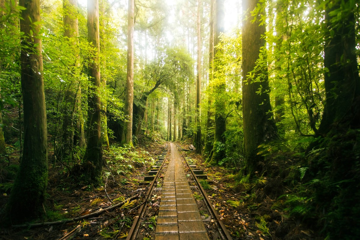 Yakushima Island | Best places to visit in Japan to escape off grid