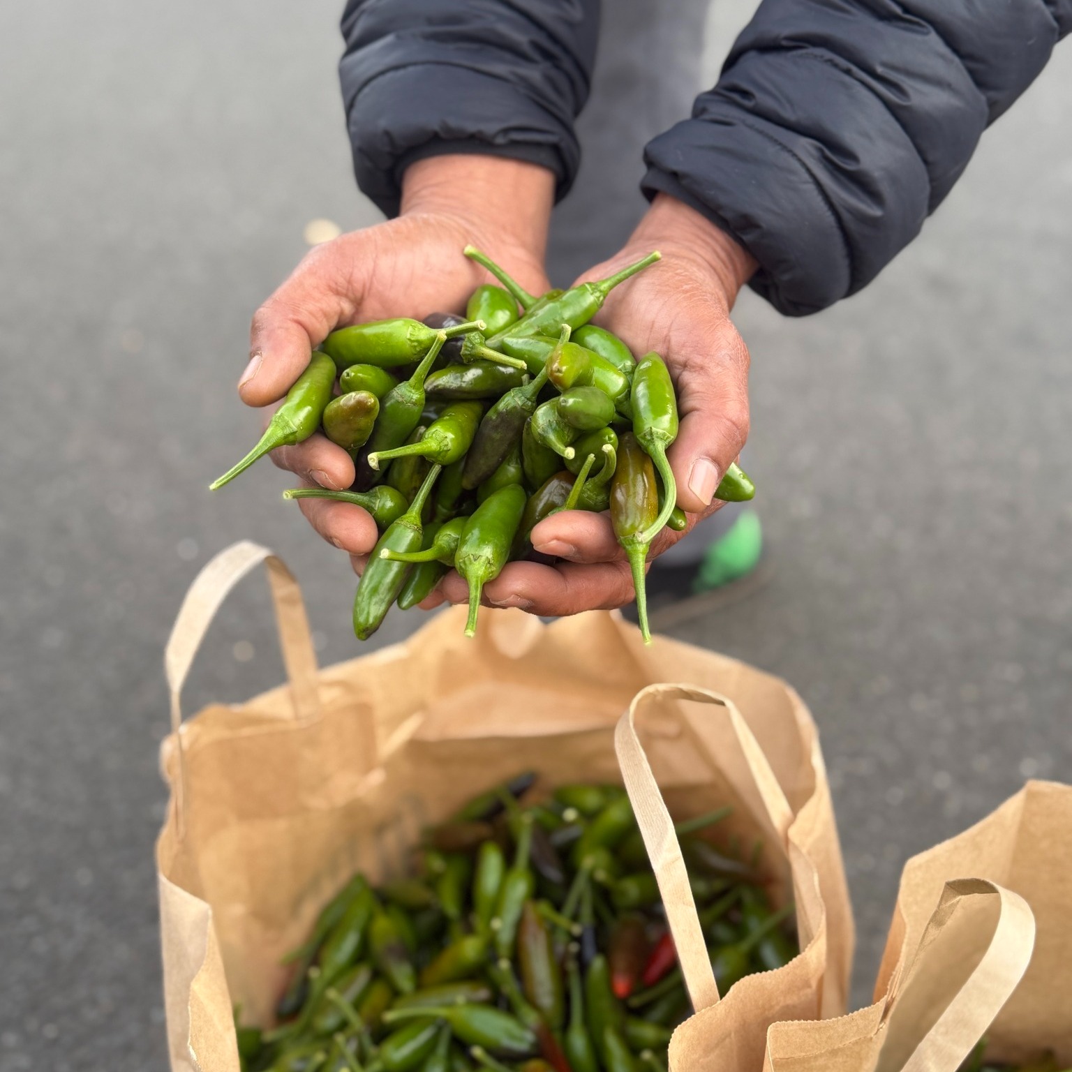 Harvest Market Launceston East Coast Tasmania Guide