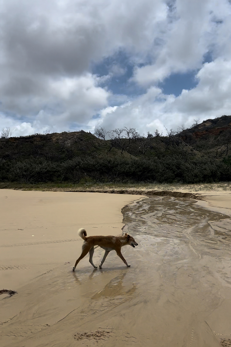 Dingo Fraser Island