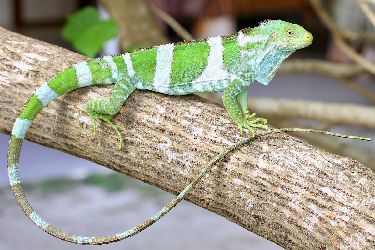 Fiji crested iguana conservation program Likuliku Lagoon Resort Fiji