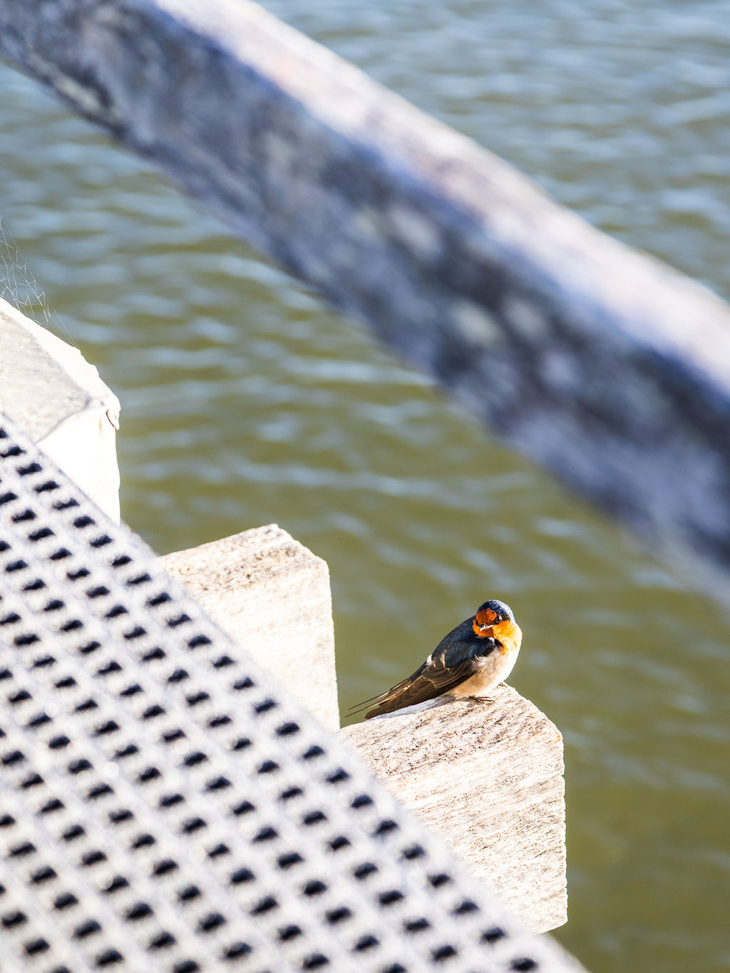 Birdlife Urunga Boardwalk and Wetlands
